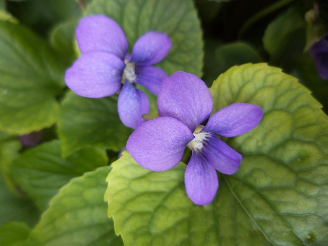 violets-330625_640